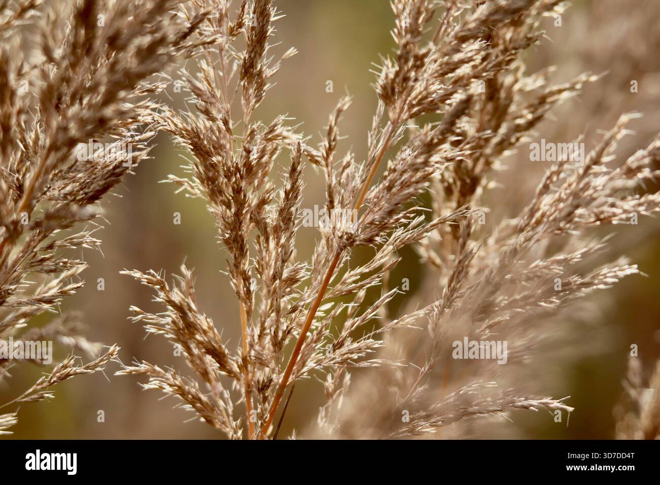 Primo piano di pampas prude nella luce dorata della fotografia naturalistica Foto Stock