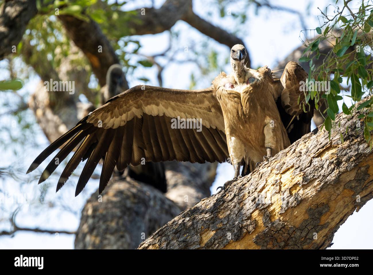 Un grande avvoltoio bianco che diffonde la sua ala mentre è arroccato vicino a Khwai in Botswana Foto Stock