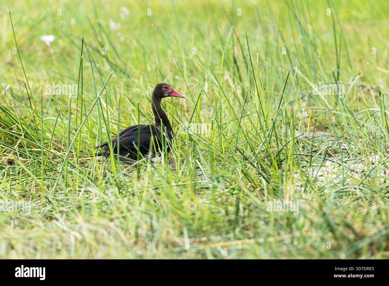Una grande e velenosa oca alata di sperone in mezzo all'erba nel delta dell'Okavango vicino a Khwai, in Botswana Foto Stock