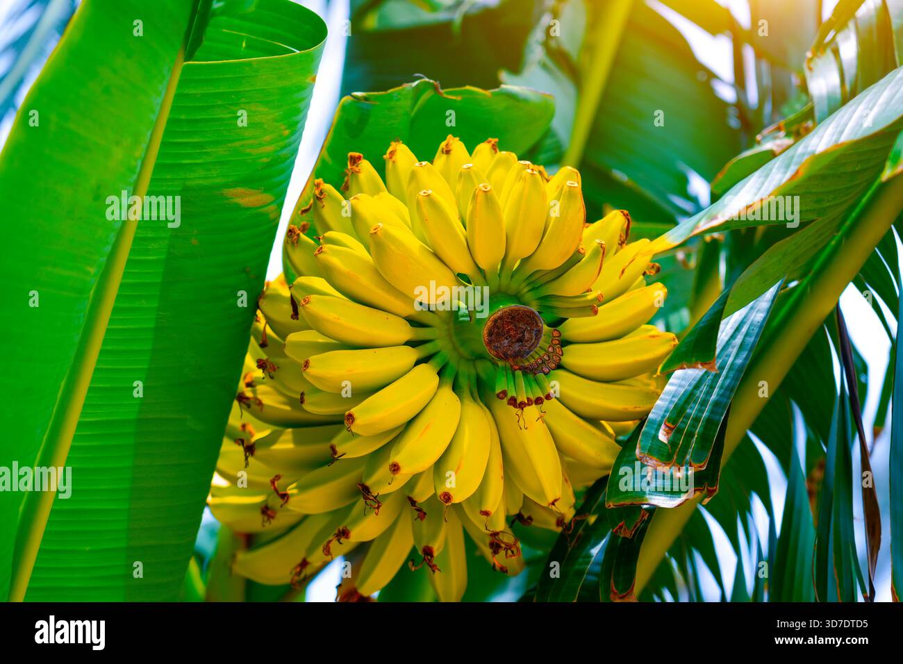 Le banane ingiallibili mature sono appese in gruppi di piantagioni tropicali di banane. Coltivazione di banane su scala industriale per l'esportazione in tutto il mondo Foto Stock