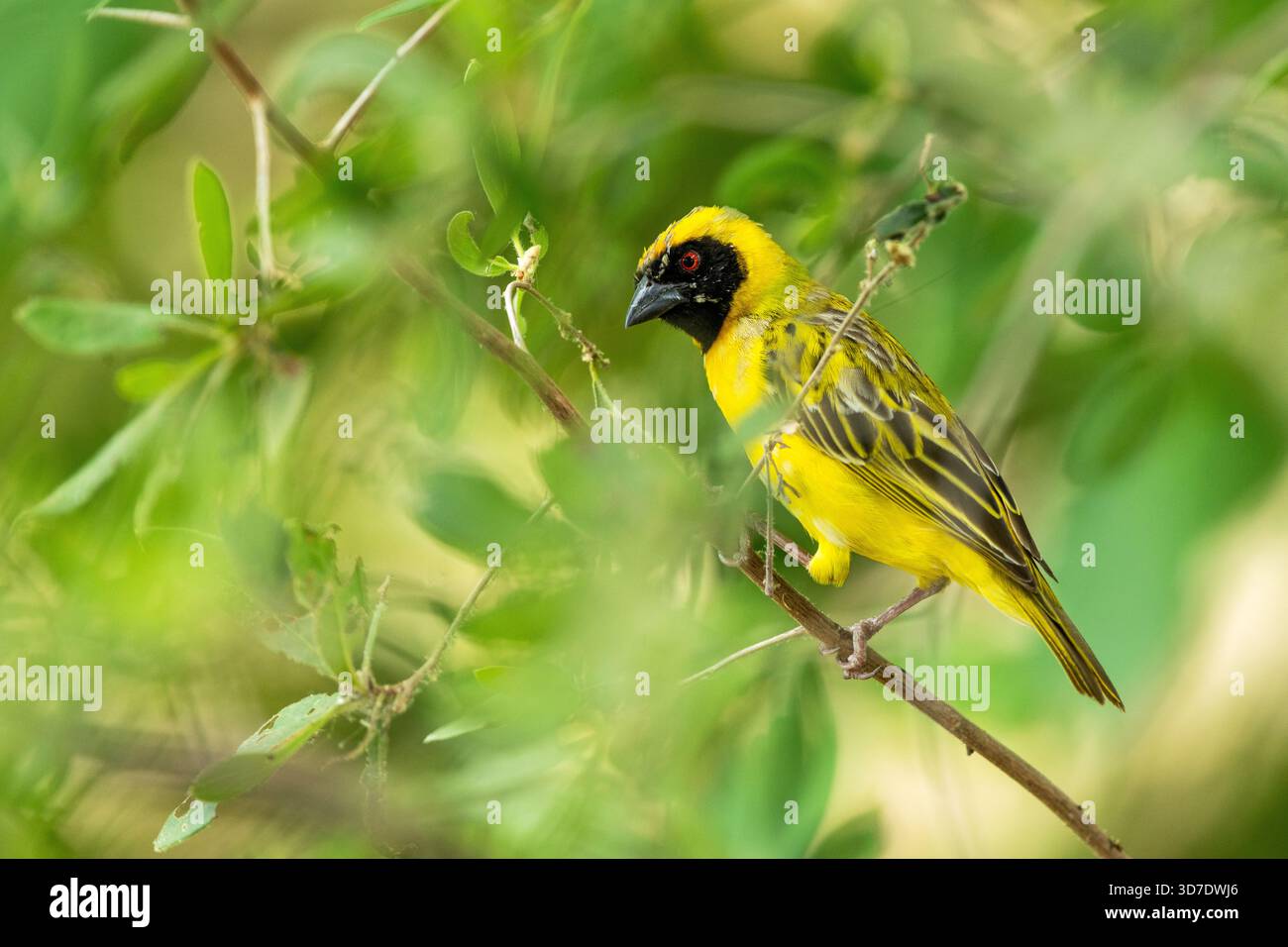 Primo piano di un curioso tessitore mascherato del sud arroccato nel mezzo di foglie lussureggianti nel delta dell'Okavango nella riserva di Moremi, Botswana Foto Stock