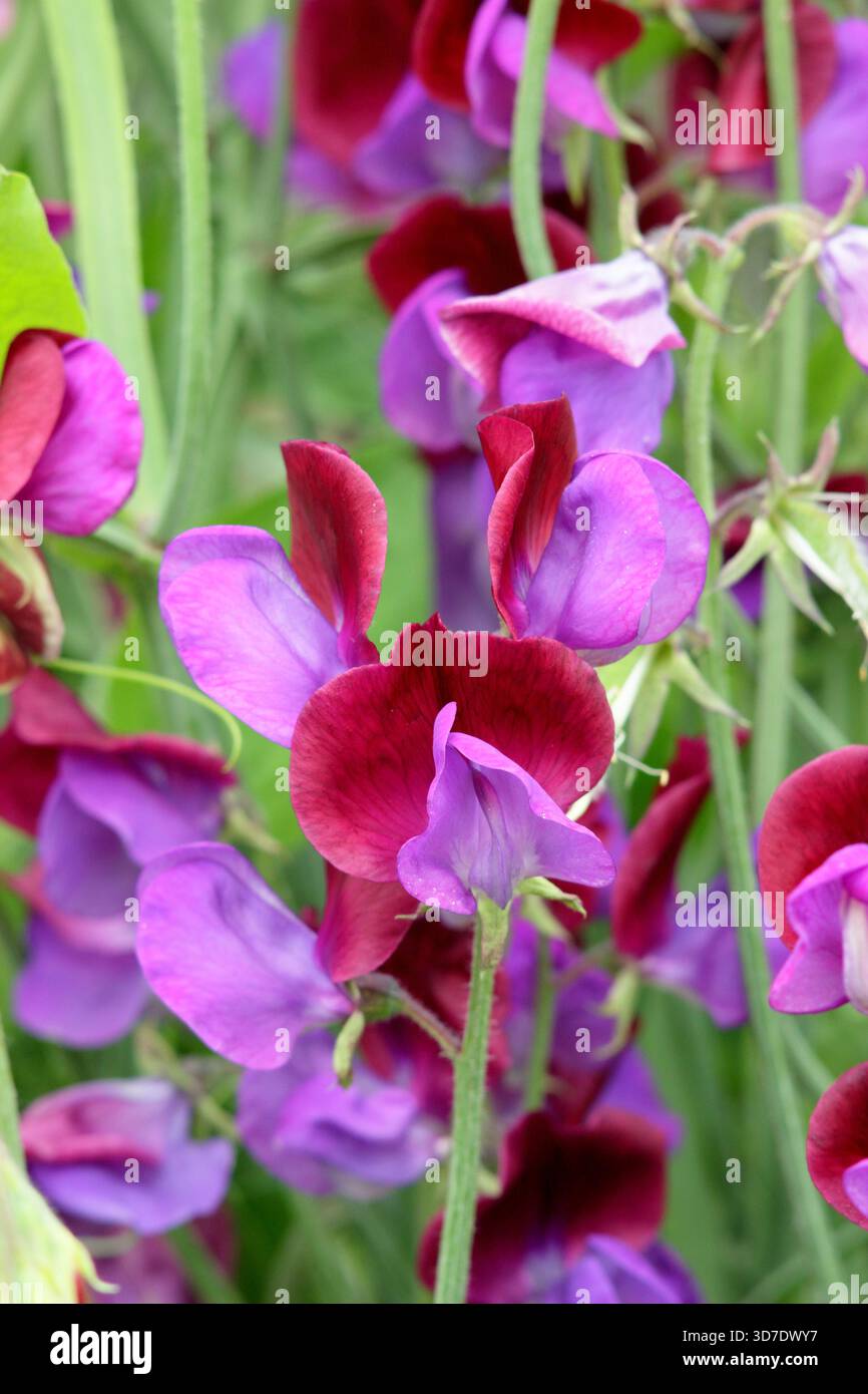Dolce Pea Cupani. Conosciuto anche come Lathyrus odoratus Cupani's Original e Lathyrus Cupanii. Scalata annuale molto profumata. Una varietà di piselli dolci d'annata Foto Stock