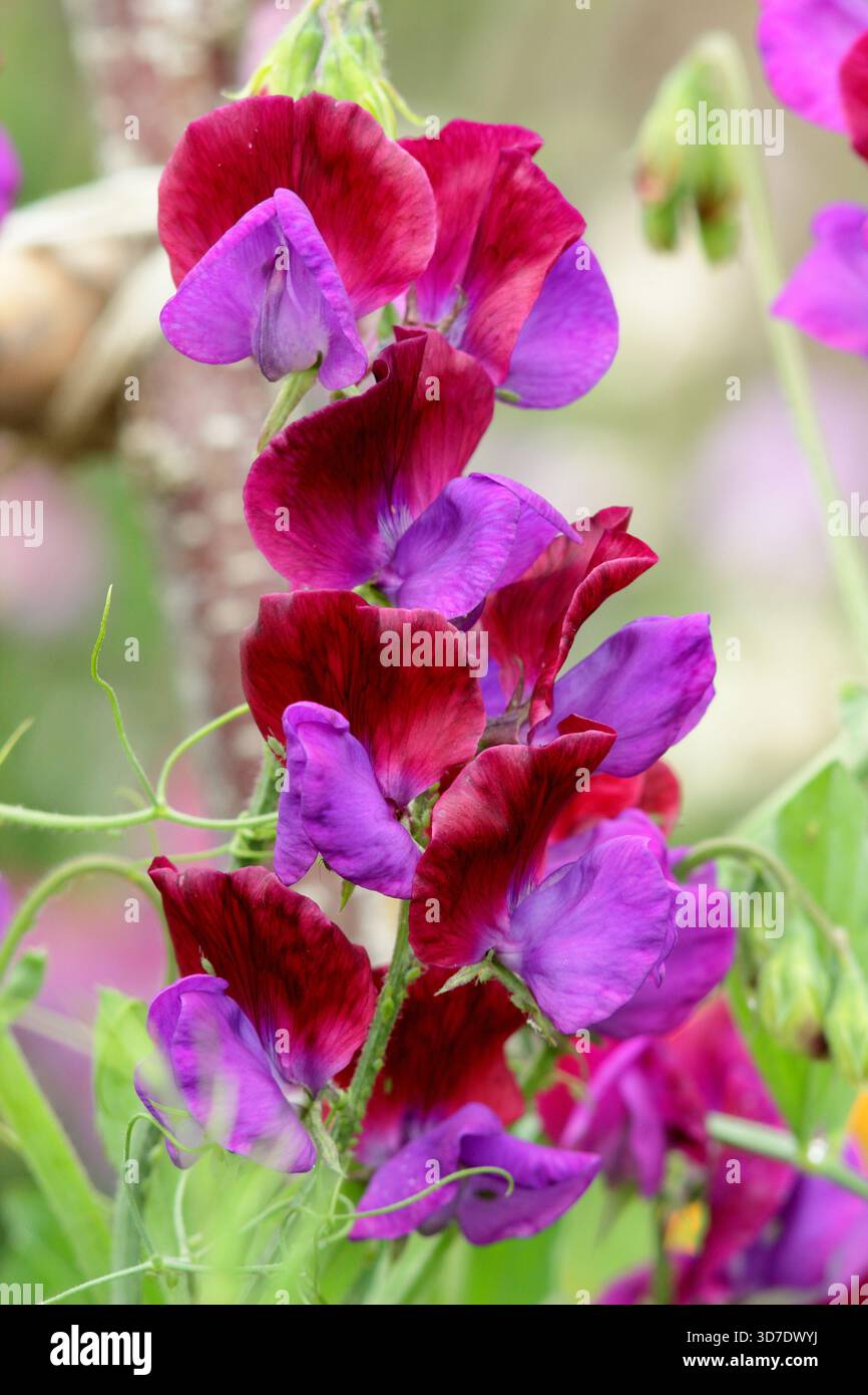 Dolce Pea Cupani. Conosciuto anche come Lathyrus odoratus Cupani's Original e Lathyrus Cupanii. Scalata annuale molto profumata. Una varietà di piselli dolci d'annata Foto Stock