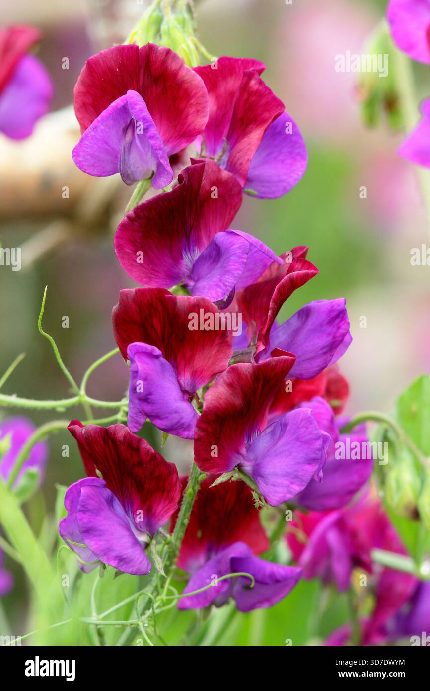 Dolce Pea Cupani. Conosciuto anche come Lathyrus odoratus Cupani's Original e Lathyrus Cupanii. Scalata annuale molto profumata. Una varietà di piselli dolci d'annata Foto Stock