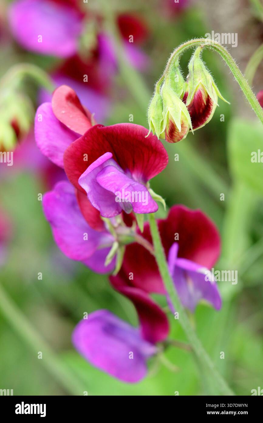 Dolce Pea Cupani. Conosciuto anche come Lathyrus odoratus Cupani's Original e Lathyrus Cupanii. Scalata annuale molto profumata. Una varietà di piselli dolci d'annata Foto Stock