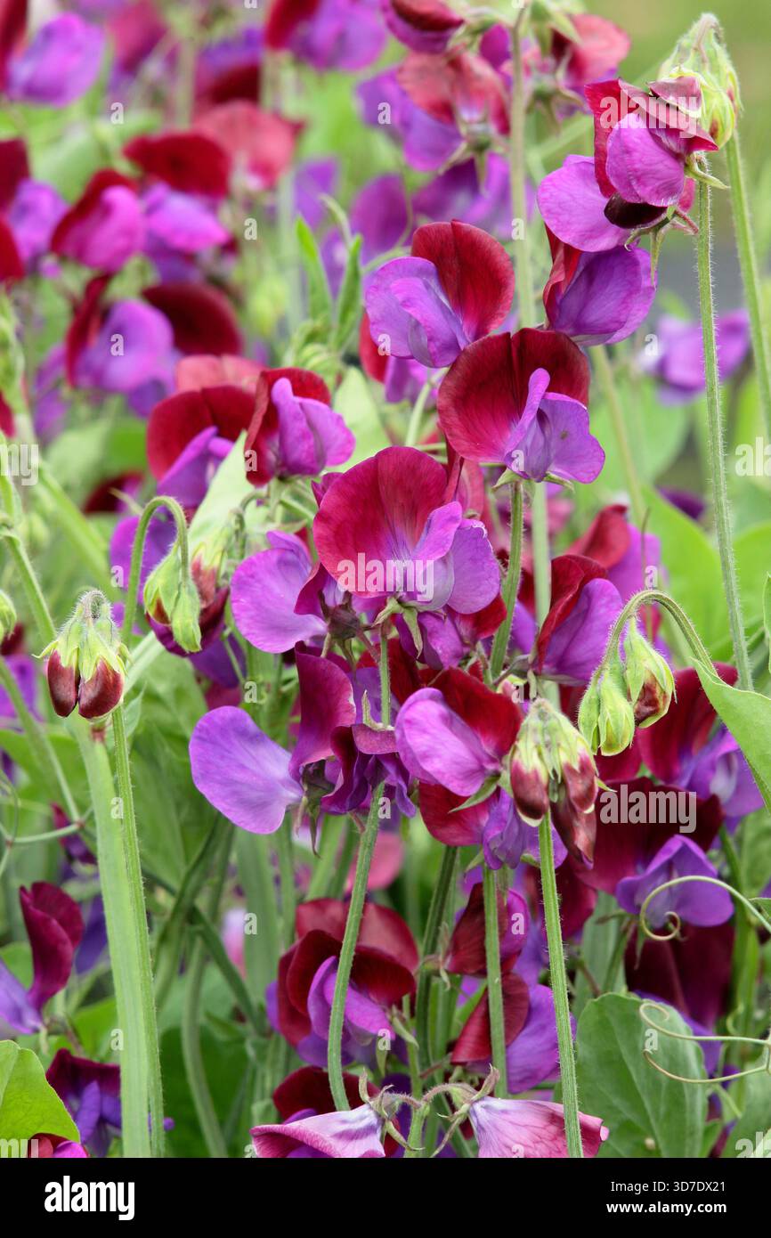 Dolce Pea Cupani. Conosciuto anche come Lathyrus odoratus Cupani's Original e Lathyrus Cupanii. Scalata annuale molto profumata. Una varietà di piselli dolci d'annata Foto Stock