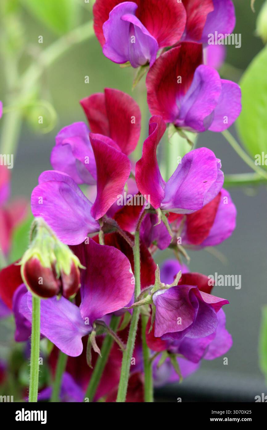 Dolce Pea Cupani. Conosciuto anche come Lathyrus odoratus Cupani's Original e Lathyrus Cupanii. Scalata annuale molto profumata. Una varietà di piselli dolci d'annata Foto Stock