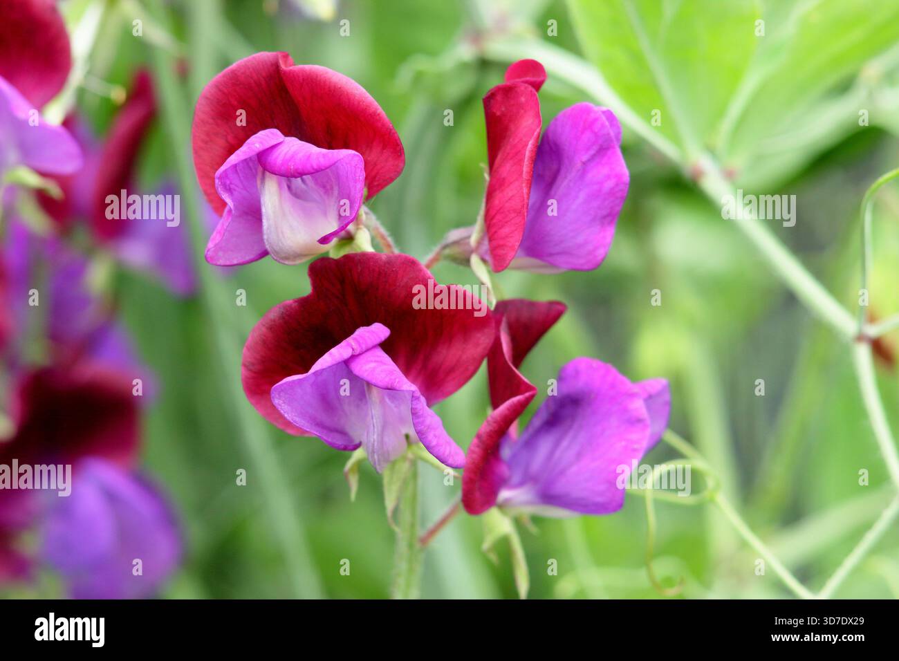 Dolce Pea Cupani. Conosciuto anche come Lathyrus odoratus Cupani's Original e Lathyrus Cupanii. Scalata annuale molto profumata. Una varietà di piselli dolci d'annata Foto Stock