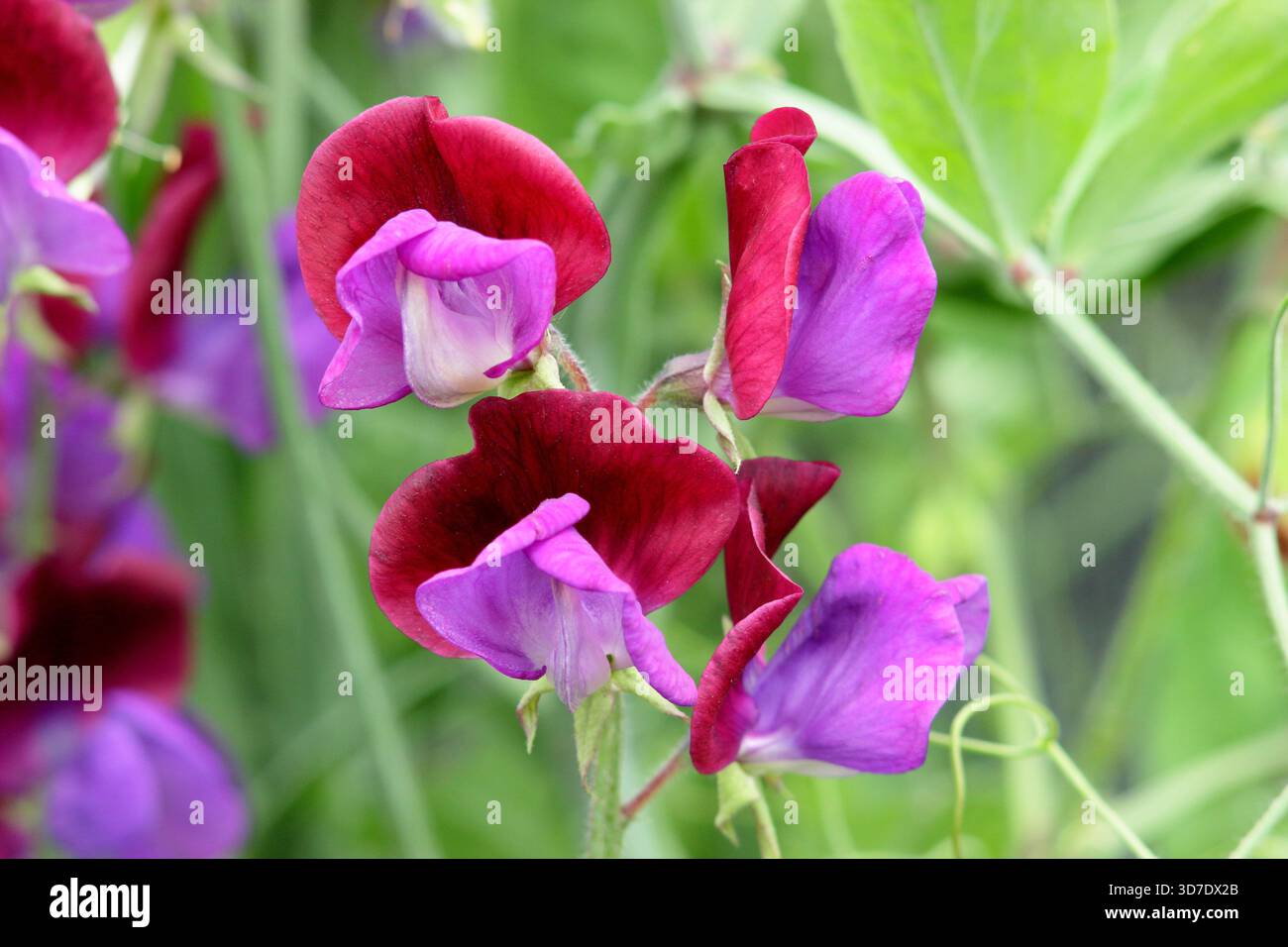 Dolce Pea Cupani. Conosciuto anche come Lathyrus odoratus Cupani's Original e Lathyrus Cupanii. Scalata annuale molto profumata. Una varietà di piselli dolci d'annata Foto Stock