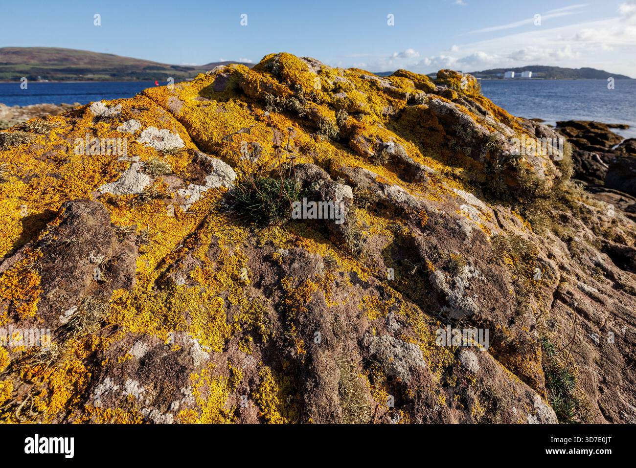 Licheni arancioni sulle rocce sulla riva, Great Cambrae, Scozia, Regno Unito Foto Stock