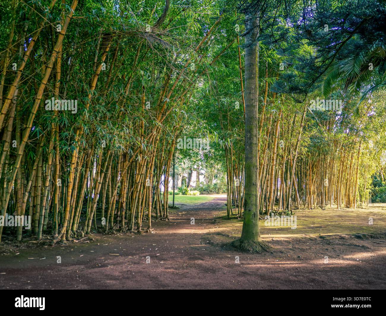 Boschetto di bambù illuminato dal sole a Parque António Borges, Ponta Delgada, São Miguel. Tranquillo sentiero forestale in un parco botanico. Sottilmente corretto ai sul lato destro in b Foto Stock