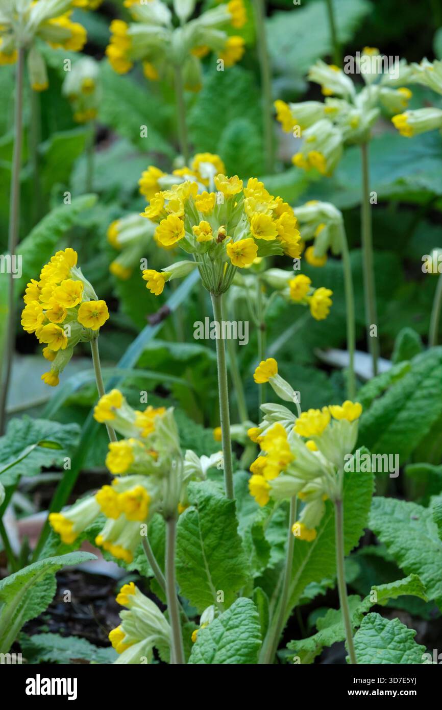 Primula veris, cowslip, cowslip comune, primula cowslip, ammassi gialli, fiori a forma di campana racchiusi da un lungo calice verde a forma di tubo Foto Stock