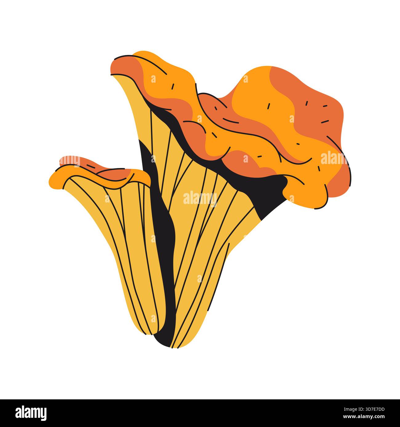 Funghi canterelle commestibili o funghi forestali. Vettore eurasia cantharellus. Icona cartoni animati della natura boschiva. Elemento micologico per poster dello studio. Funghi con stelo e tappo. Grafica di foraggio e botanica. Illustrazione Vettoriale