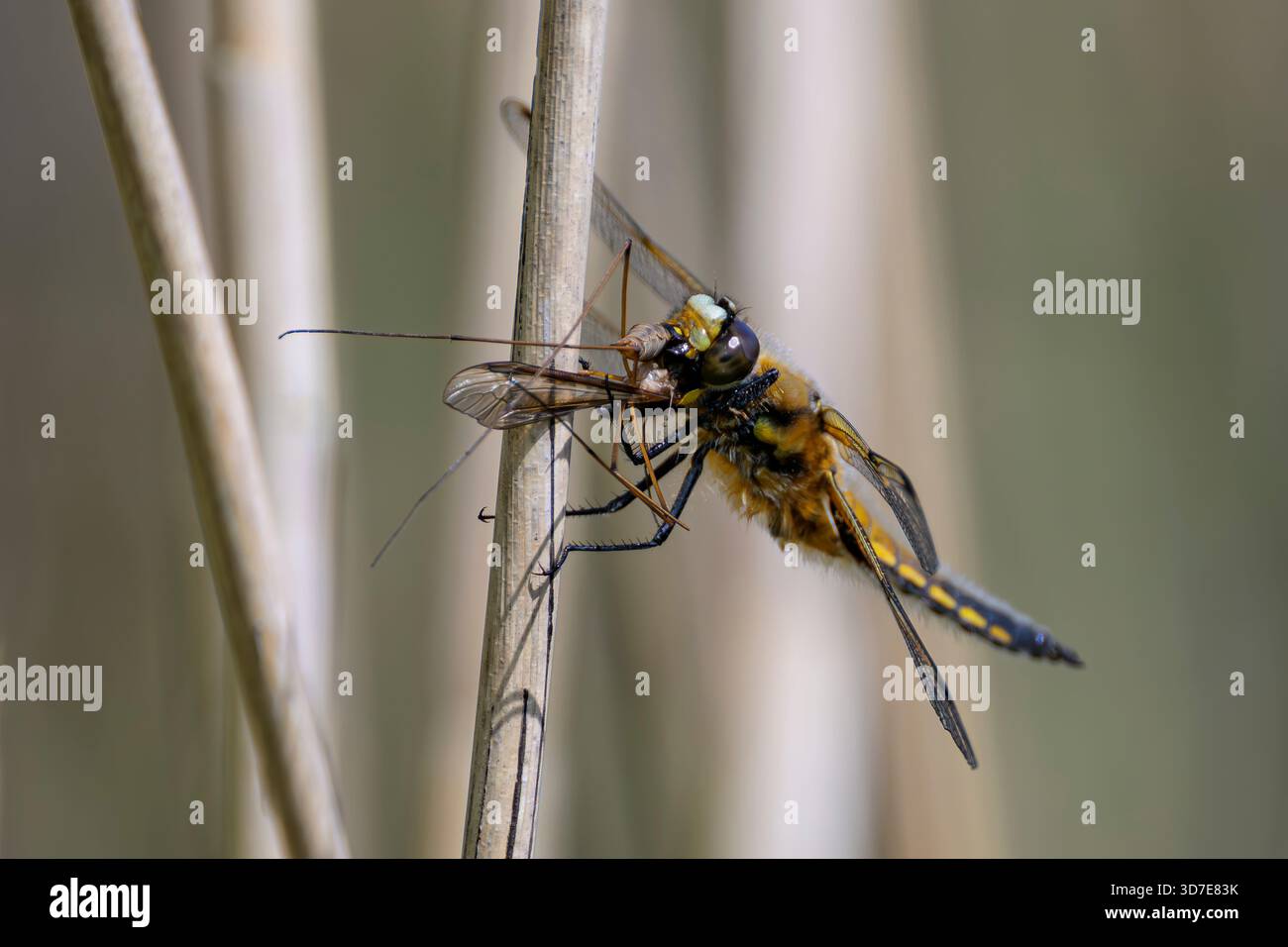 Quattro Chaser Dragonfly macchiati mangiano insetti su steli di canne essiccati, presi a metà mattina ai livelli del Somerset Foto Stock
