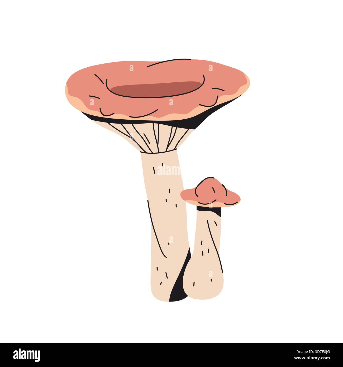 Tappo per il latte, funghi o funghi lattieri. Vettore lactarius torminosus. Sgabello boschivo o natura forestale. Funghi da campo biologici. Macro flora naturale per lo studio. Elemento di ecologia degli alberi. Botanica, micologia, ecologia Illustrazione Vettoriale