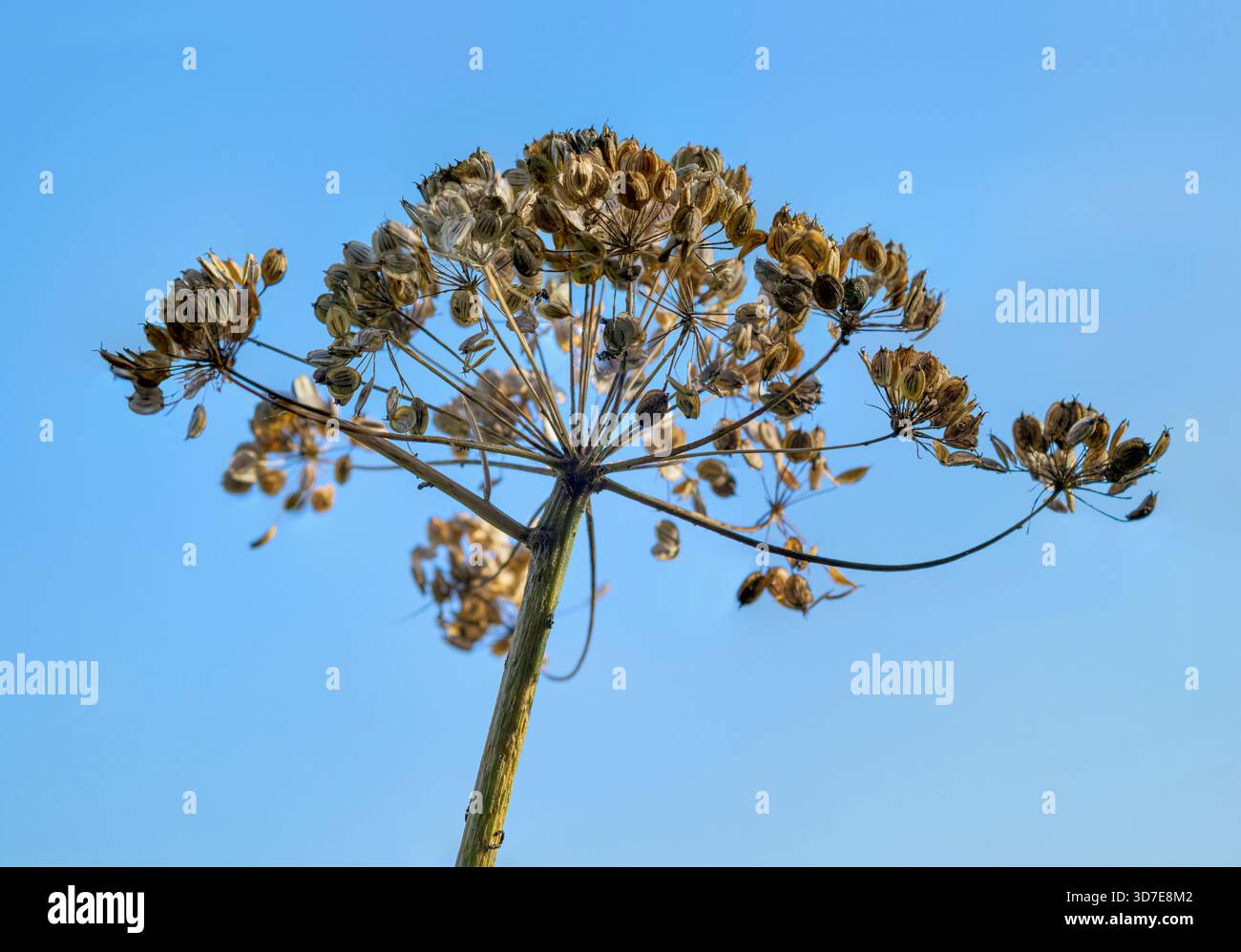 Capolino di semi essiccato di una pianta ombrellifere in silhouette contro un cielo blu chiaro sulle Somerset Levels, Inghilterra, Regno Unito Foto Stock