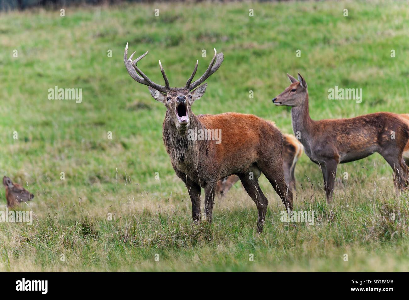 Red Deer (Cervus elaphus) Stag with Females Roaring during the Rut, Northern England, UK Foto Stock