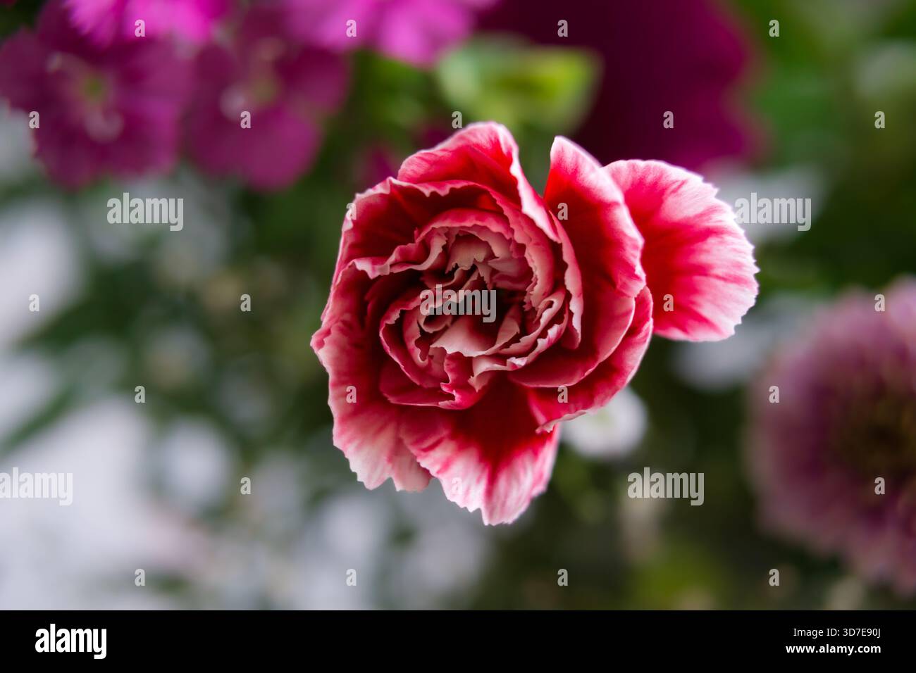 Una vista macro di una rosa rossa e bianca con petali dettagliati. Lo sfondo morbido mette in risalto la bellezza e la consistenza del fiore. Foto Stock