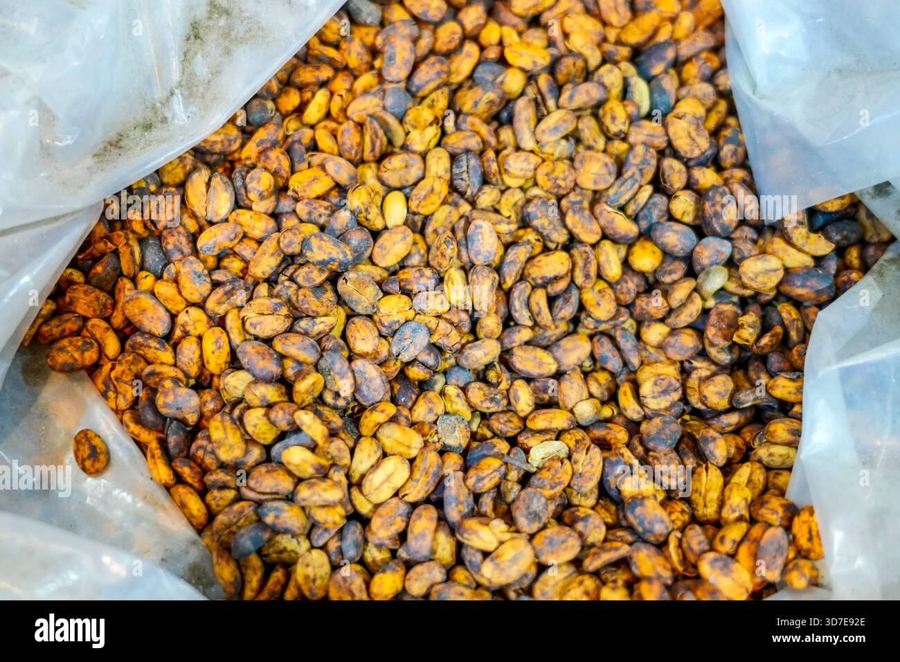 Chicco di caffè verde fresco non tostato grezzo in un sacchetto. Foto Stock