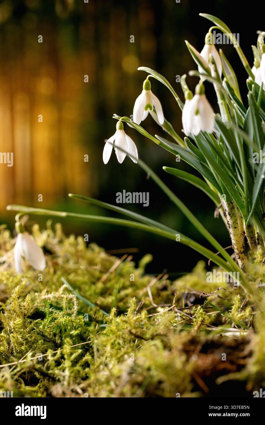 Primavera foresta nevicate, bella prima fiore primavera fiori bianchi su muschio nella foresta selvaggia. Bellezza della natura. Foto Stock