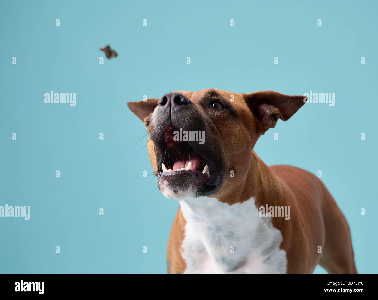Un terrier dello staffordshire guarda una delizia volare a mezz'aria con uno sguardo intenso. L'interazione è bloccata in movimento. Foto Stock