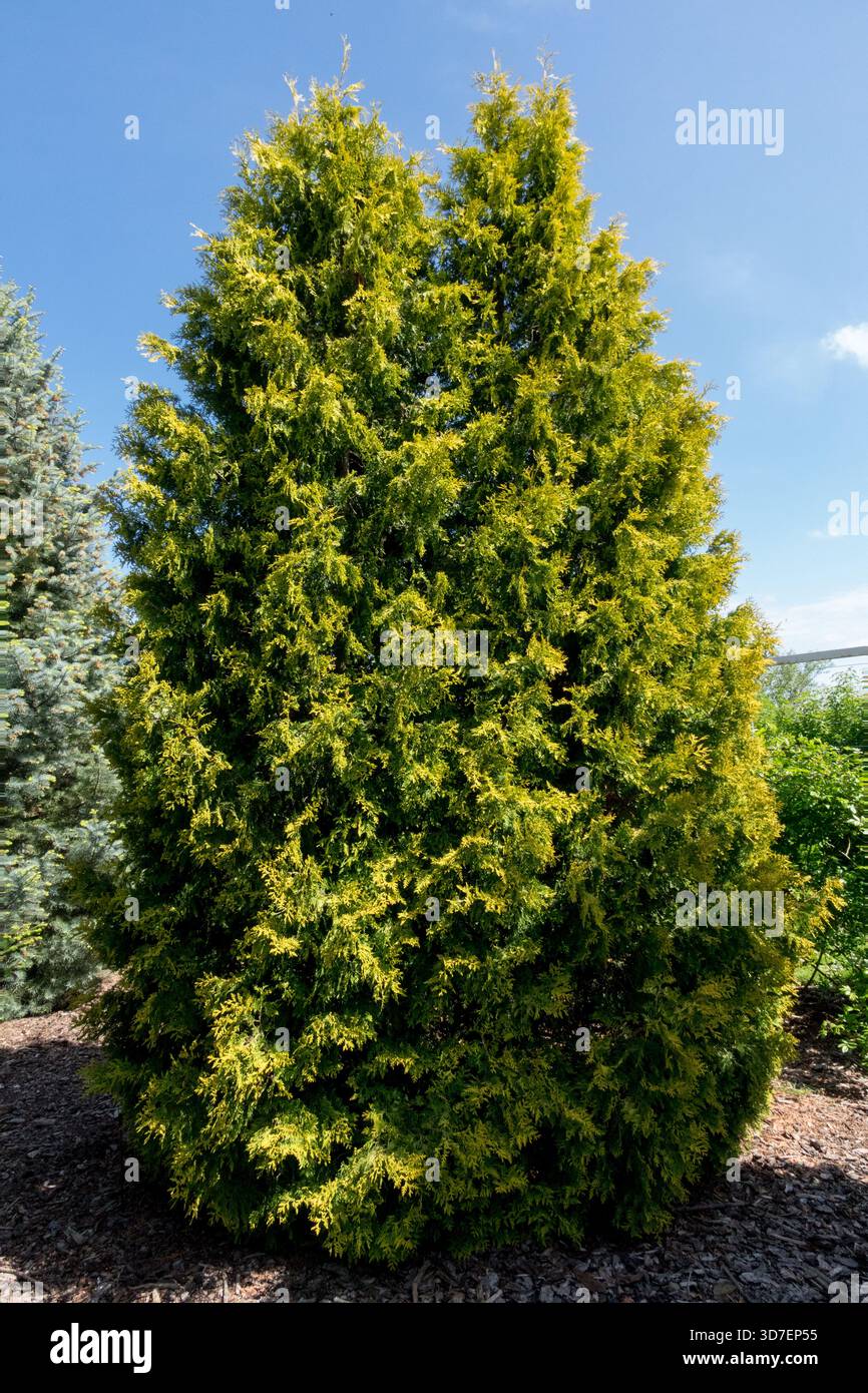 Thuja occidentalis 'Yellow Ribbon' American Arborvitae Tree Foto Stock