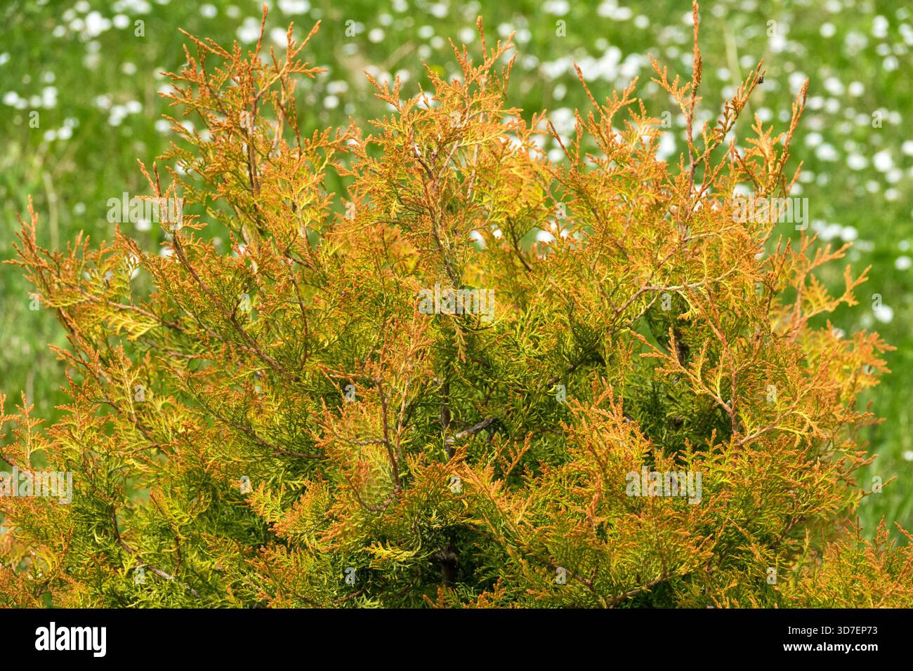 Thuja occidentalis "Fire Chief" American Arborvitae Foto Stock