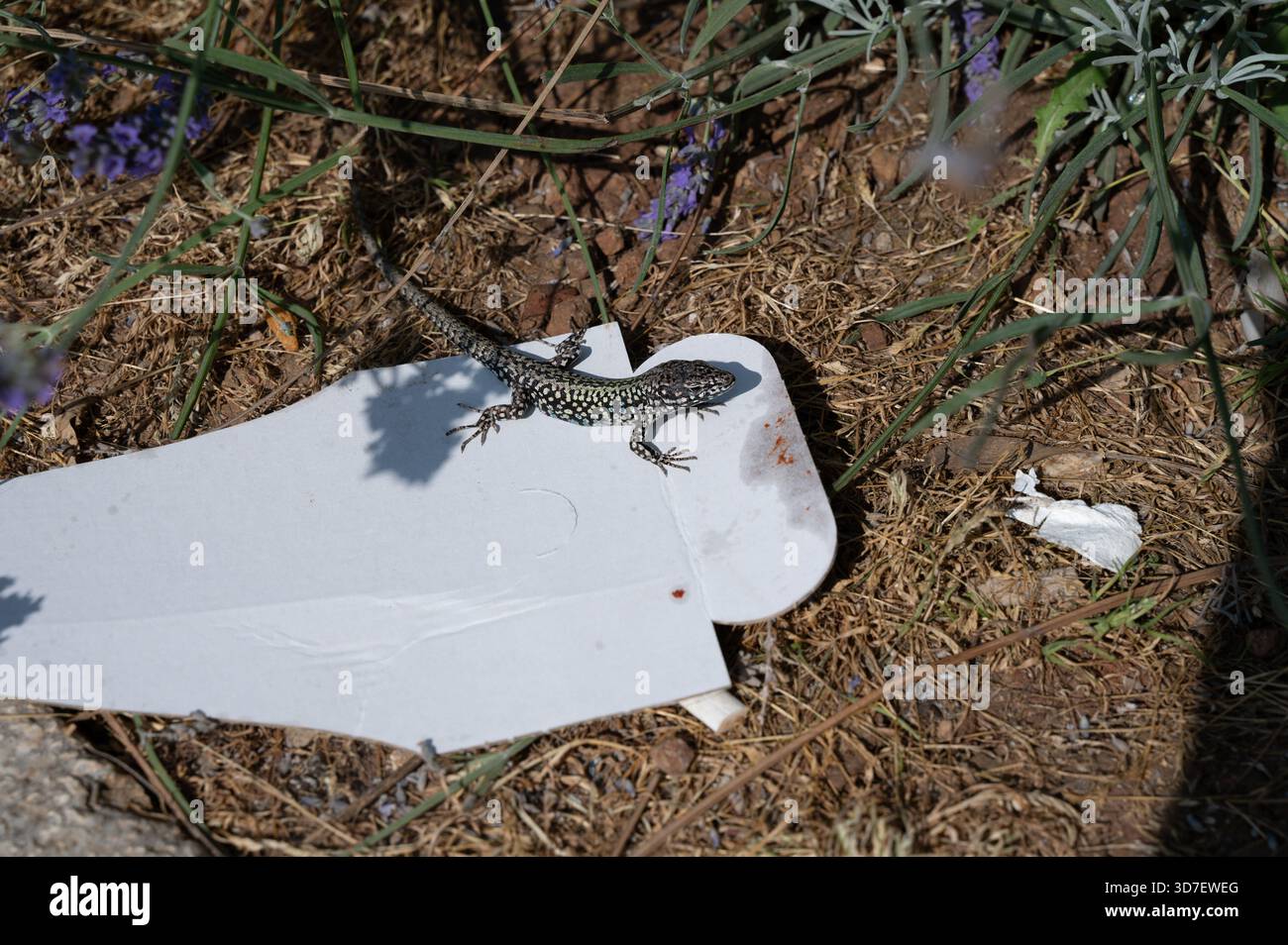 Una lucertola siede su un cartone di cibo abbandonato, inquinamento ambientale in natura Foto Stock