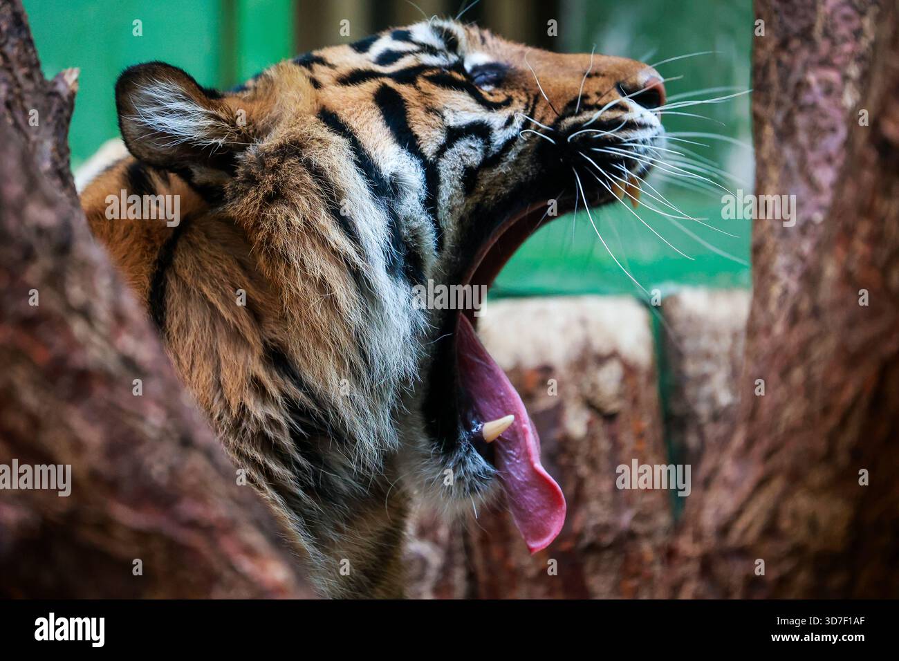 dettaglio della testa di una tigre sbadigliante con la bocca aperta e la lingua sporgente Foto Stock