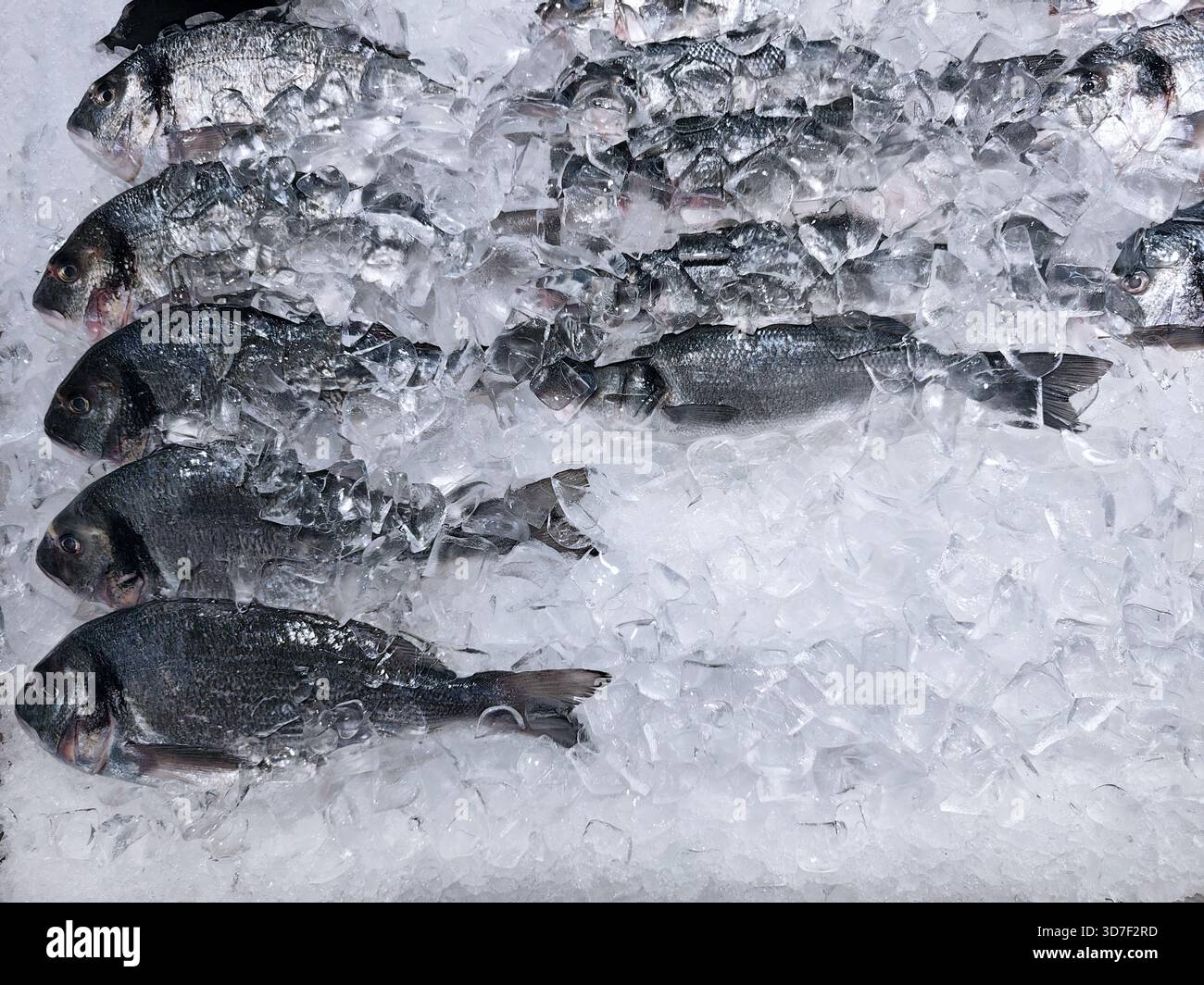 Pesce dorado ghiacciato ricoperto di cubetti di ghiaccio al mercato del pesce. Pesce crudo fresco ordinato per la vendita. Concetto di cibo sano, freschezza e pesce in Foto Stock
