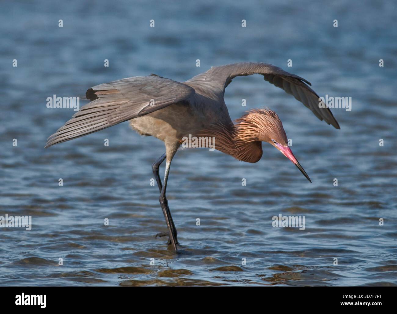 Egret rossastro (Egretta rufescens) caccia nelle acque poco profonde del Texas, spalmando le ali per ridurre il riflesso e avvistare le prede nella calda luce serale. Foto Stock