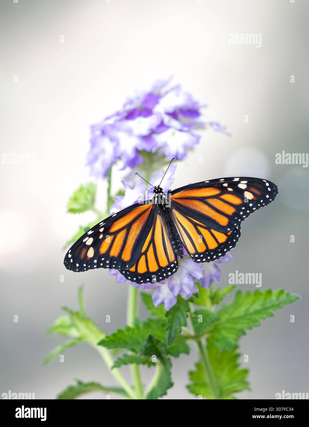 Macro di una farfalla monarca (danaus plexippus) che poggia su un fiore di verbena Foto Stock