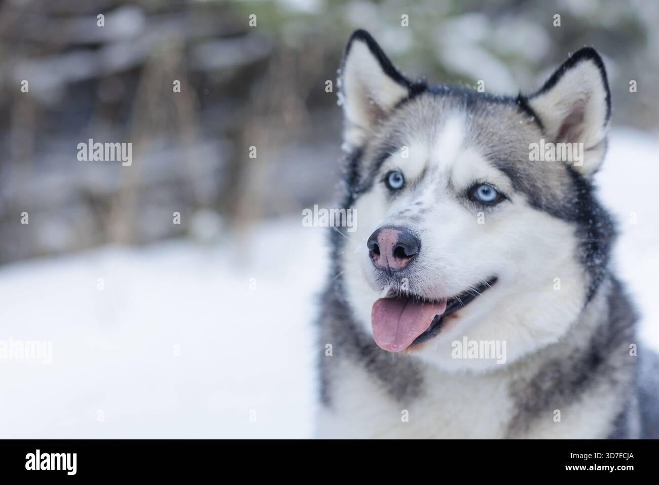 Snow dog Husky nella neve sullo sfondo della foresta, foresta innevata e cane. Foto Stock