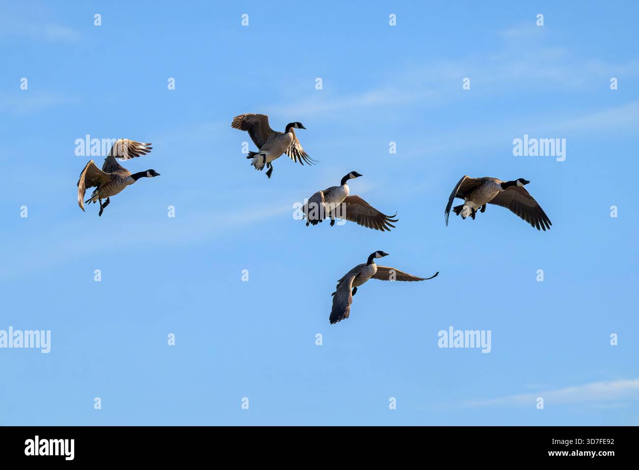 Oche canadesi che arrivano a terra sul lago Chew Valley nel North Somerset, Regno Unito Foto Stock