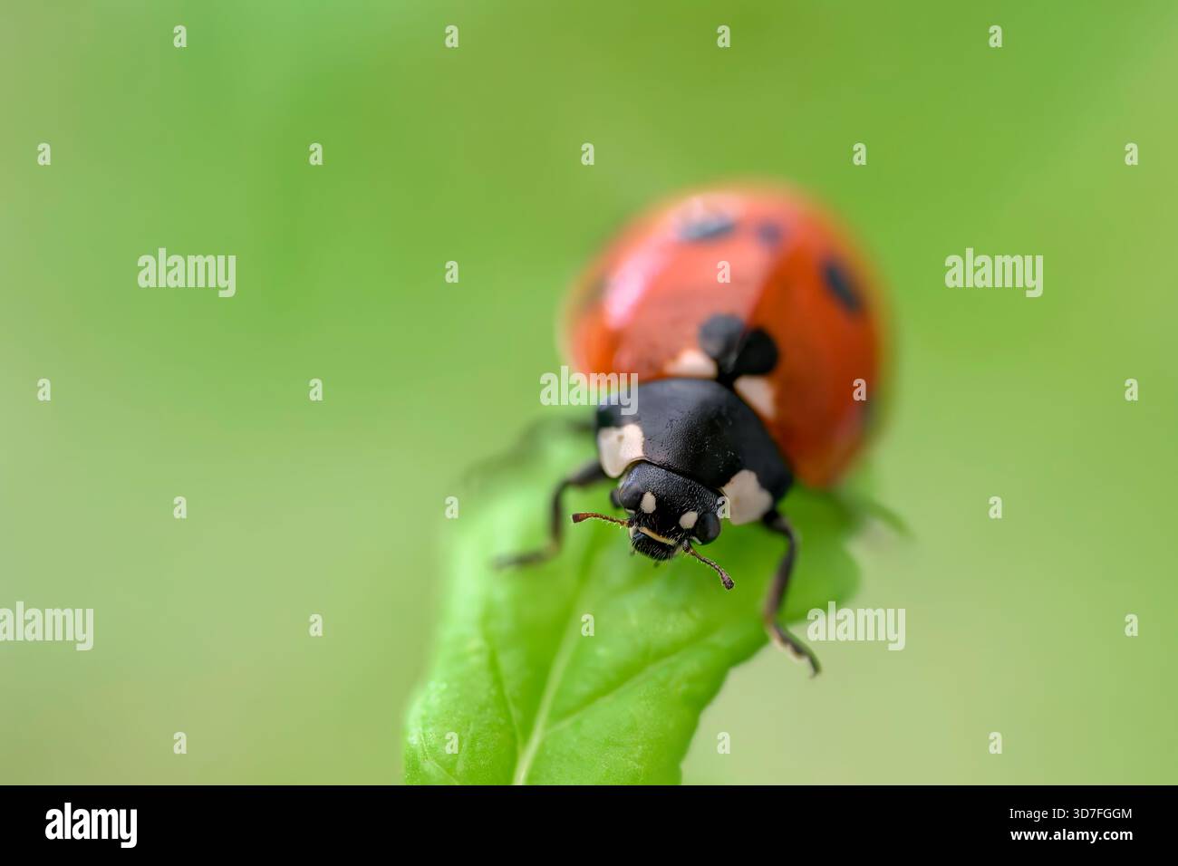 Primo piano di un ladybird di sette punti su una pianta di menta in un giardino estivo con bassa profondità di campo Foto Stock