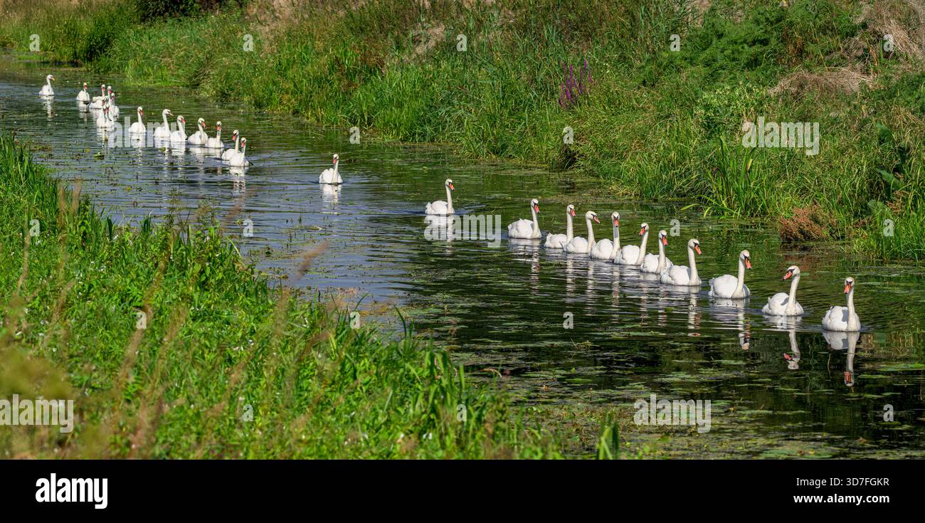 Immagine panoramica di una fila di cigni che nuotano in fila in un rhyne sulle Somerset Levels, Somerset, UK, in una giornata soleggiata e luminosa Foto Stock