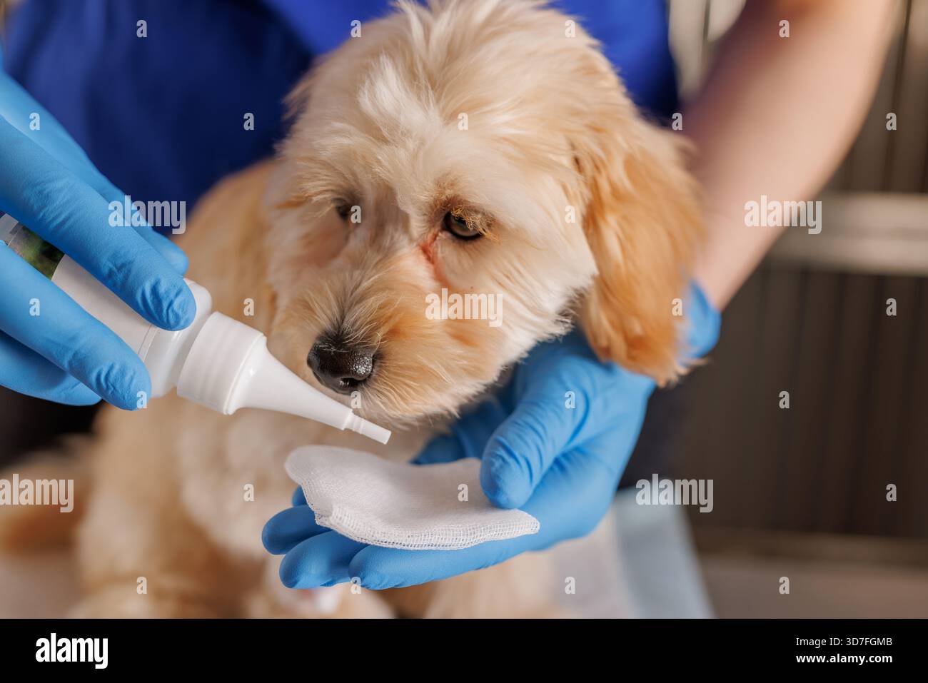 medico veterinario gocce gocce per cani, orecchie di cane dolorante, gocce per la cura per gli occhi doloranti di cani. Foto Stock