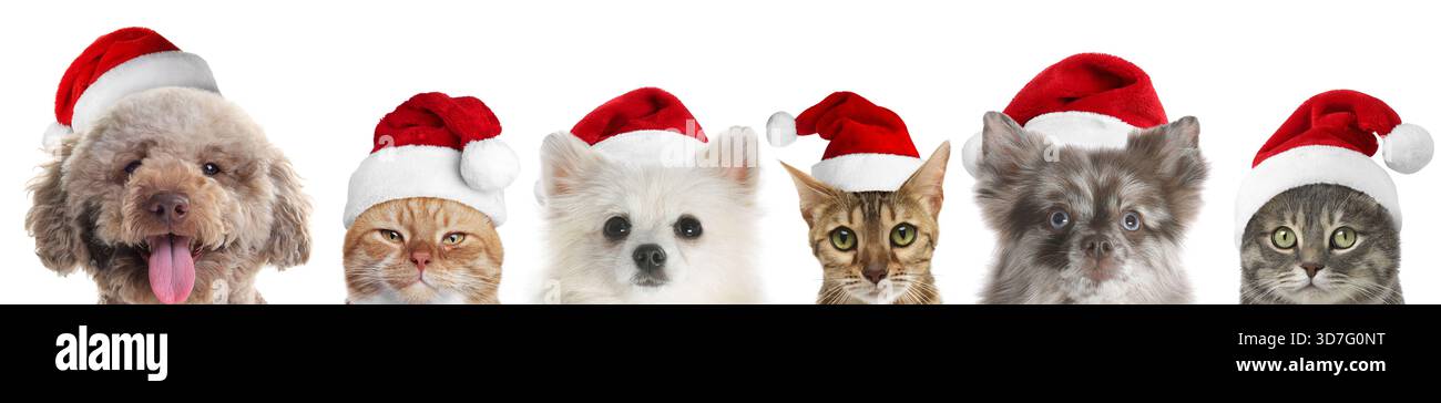 Adorabili cani e gatti con cappelli di Babbo Natale su sfondo bianco Foto Stock