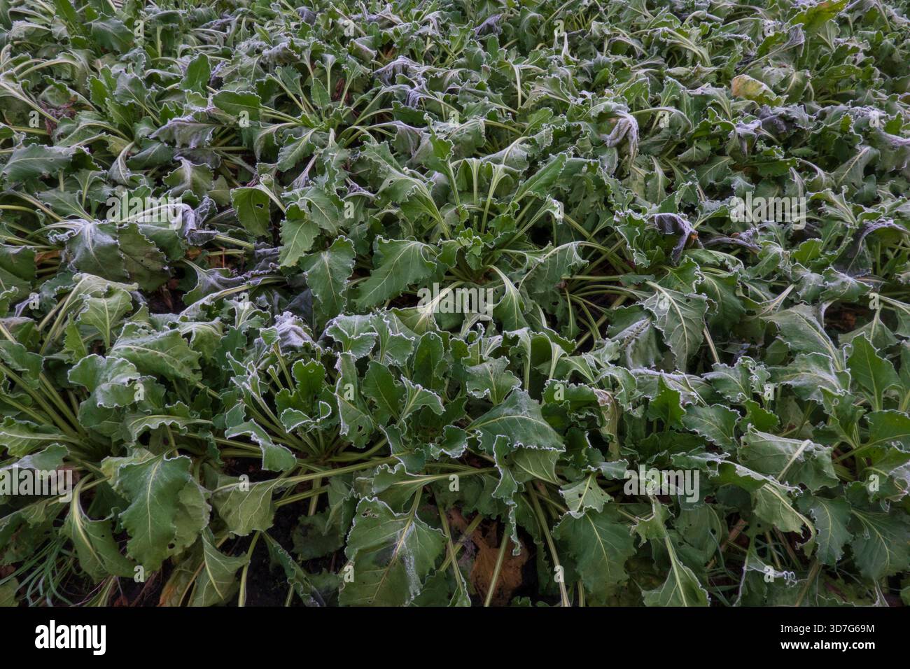 Campo di barbabietola da zucchero in inverno, foglie congelate Foto Stock