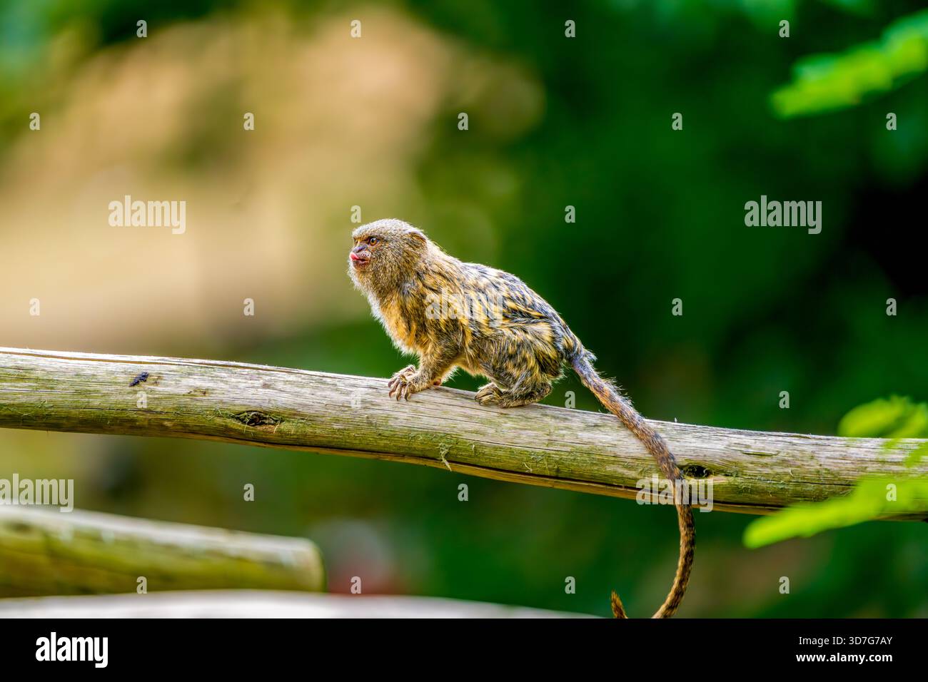 Minuscolo Pigmy Marmoset arroccato su un ramo in una lussureggiante foresta verde Foto Stock