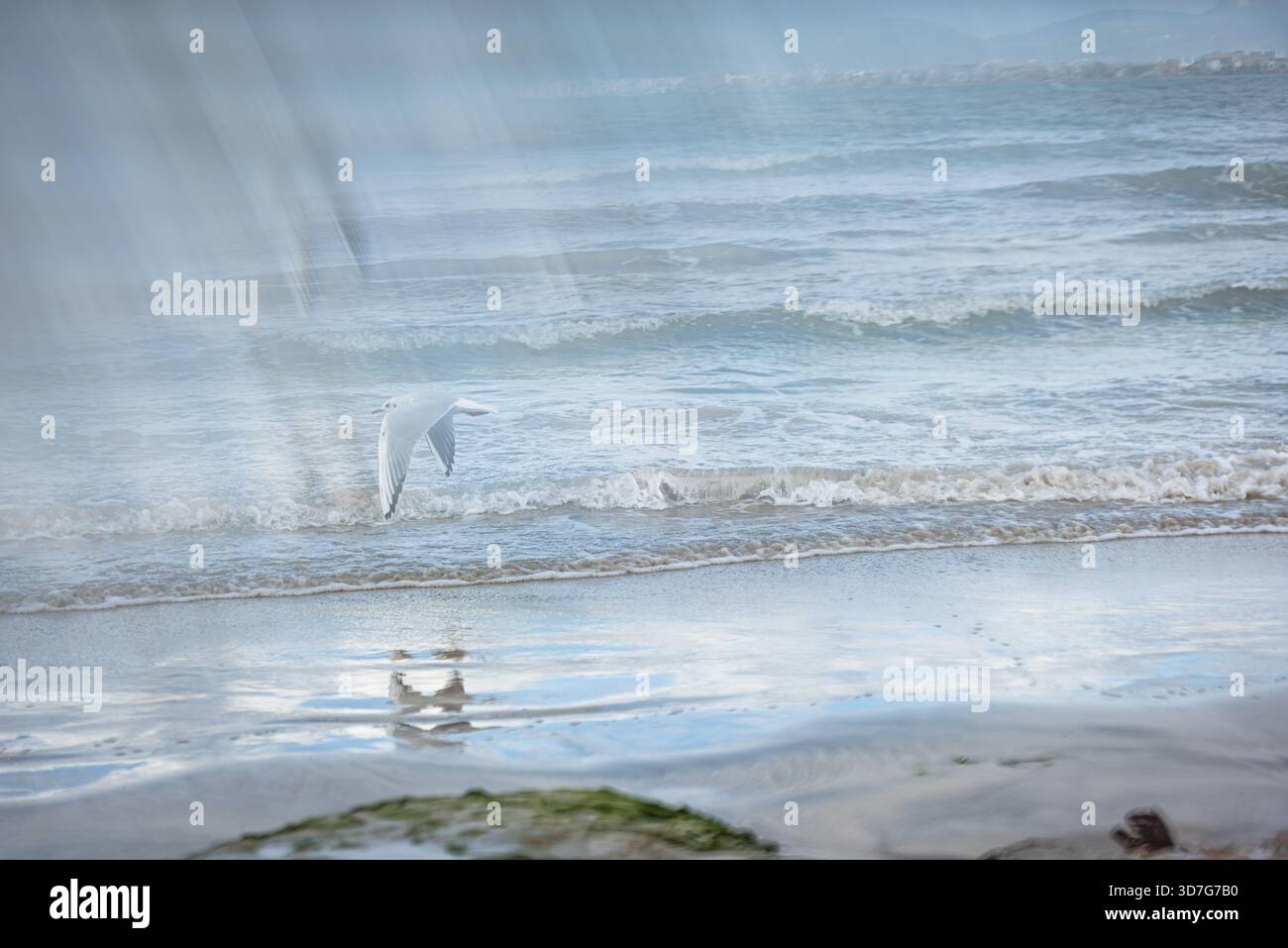 Un gabbiano abbatte la costa, trasportato dalla luce e dal ritmo del mare Foto Stock