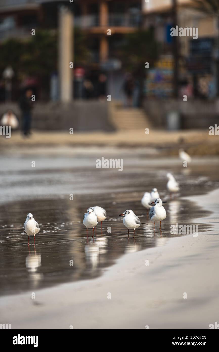 Quiete del litorale - gabbiani si riuniscono sul bordo dell'acqua mentre la marea si riversa Foto Stock