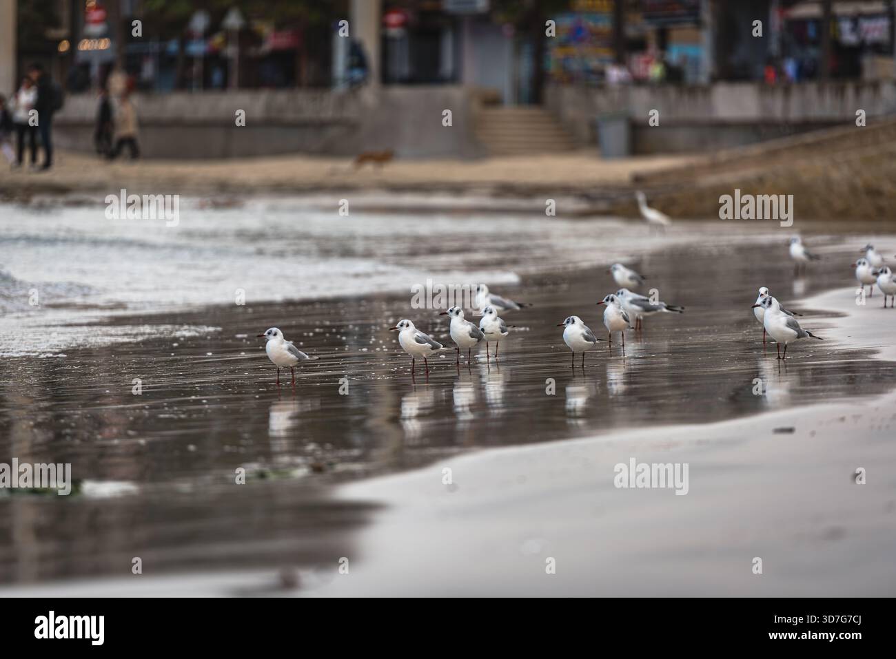 Quiete del litorale - gabbiani si riuniscono sul bordo dell'acqua mentre la marea si riversa Foto Stock