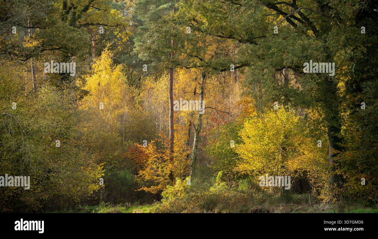 Vibrante bosco autunnale con fogliame dorato e superfici forestali miste Foto Stock