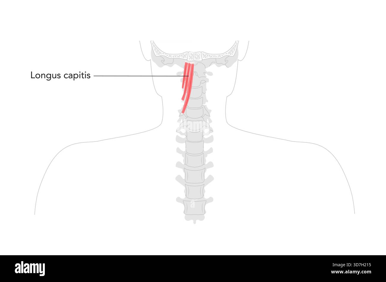 Longus capitis - marcato muscolo anteriore del collo mostrato nell'illustrazione dell'anatomia, agisce come flessore debole e rotatore laterale della testa, innervato da nervi spinali cervicali, utilizzato nella formazione medica Illustrazione Vettoriale