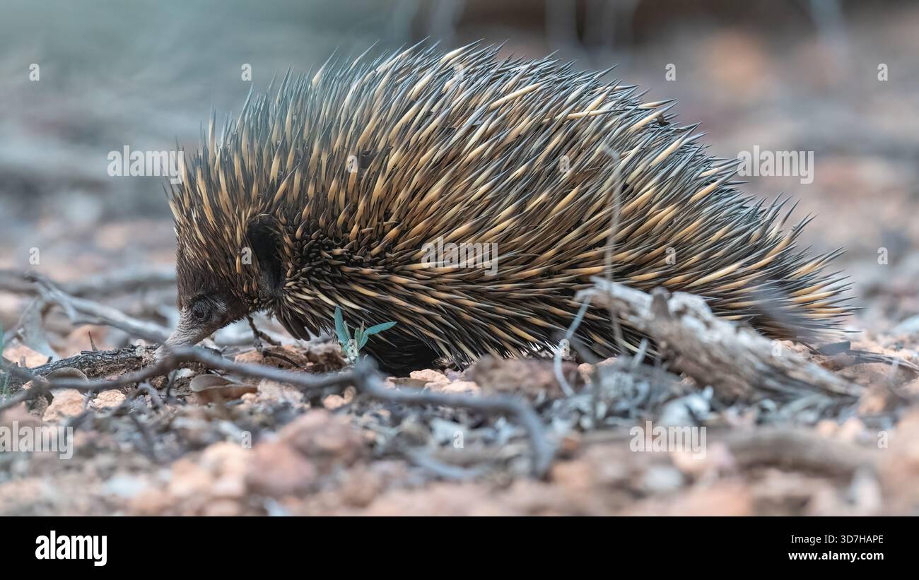 Echidna dal becco corto (Tachyglossus aculeatus), Dryandra Woodland, Australia Occidentale. Insolito mammifero ovaiolo dall'Australia. Foto Stock