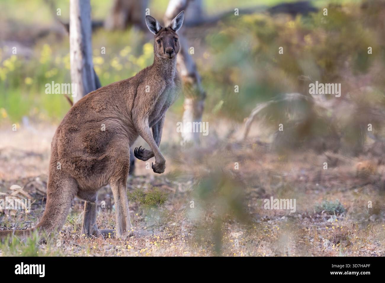 Canguro grigio occidentale (Macropus fuliginosus), bosco di Dryandra, Australia occidentale Foto Stock