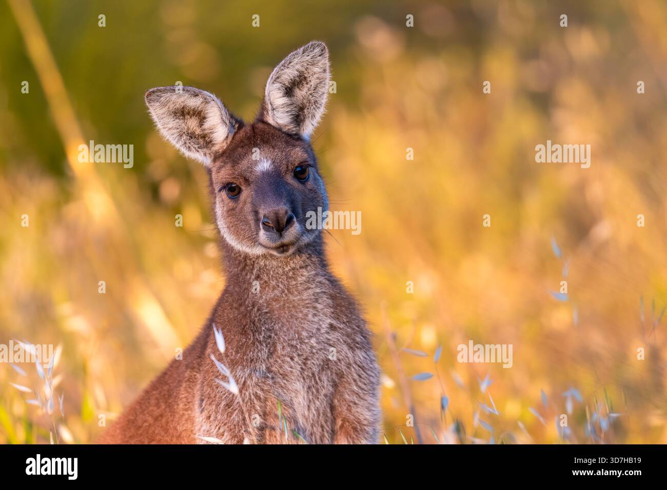 Tenero canguro grigio occidentale (Macropus fuliginosus), Perth Hills, Australia Occidentale Foto Stock