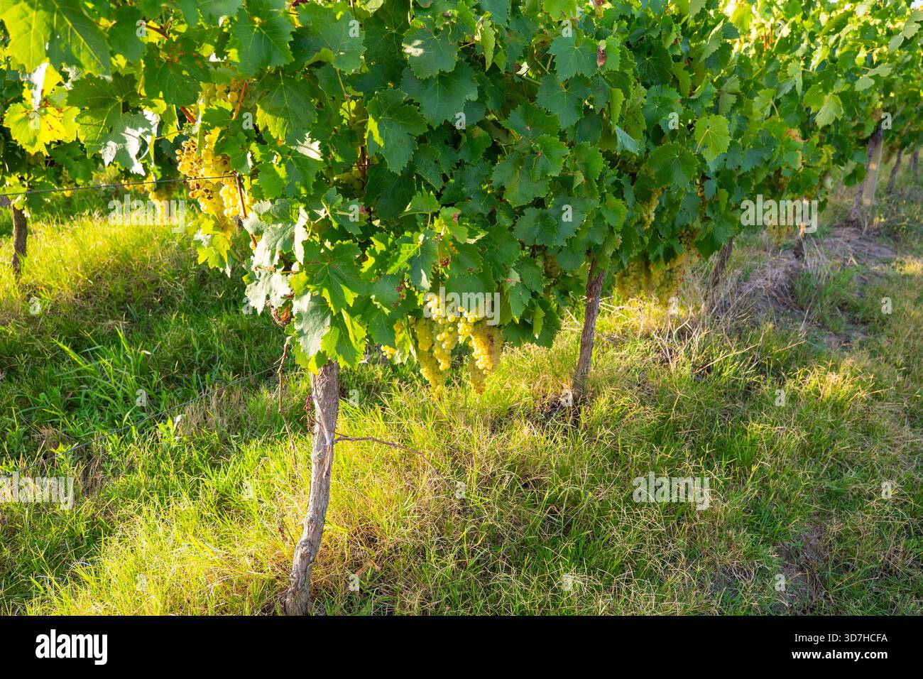 Una fila di viti soleggiate che mostra la struttura della pianta e le uve bianche dolci e mature pronte per la vendemmia. Attenzione all'agricoltura, alla viticoltura e alle campagne Foto Stock