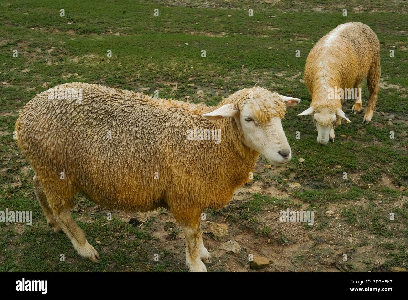 Paesaggio di allevamento di pecore con due pecore marrone scuro al pascolo verde Foto Stock